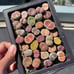 Lithops, Live plants, Cute Plants, Same As Pic (35 plants, 1.4-1.8 cm, Large)
