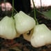 Wax Apple (Variety: Malacca White 马六甲白莲雾). Fruiting Age. Grafted. Potted.