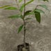 Wax Apple (Variety: Malacca White 马六甲白莲雾). Fruiting Age. Grafted. Potted.
