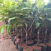 Wax Apple (Variety: Malacca White 马六甲白莲雾). Fruiting Age. Grafted. Potted.