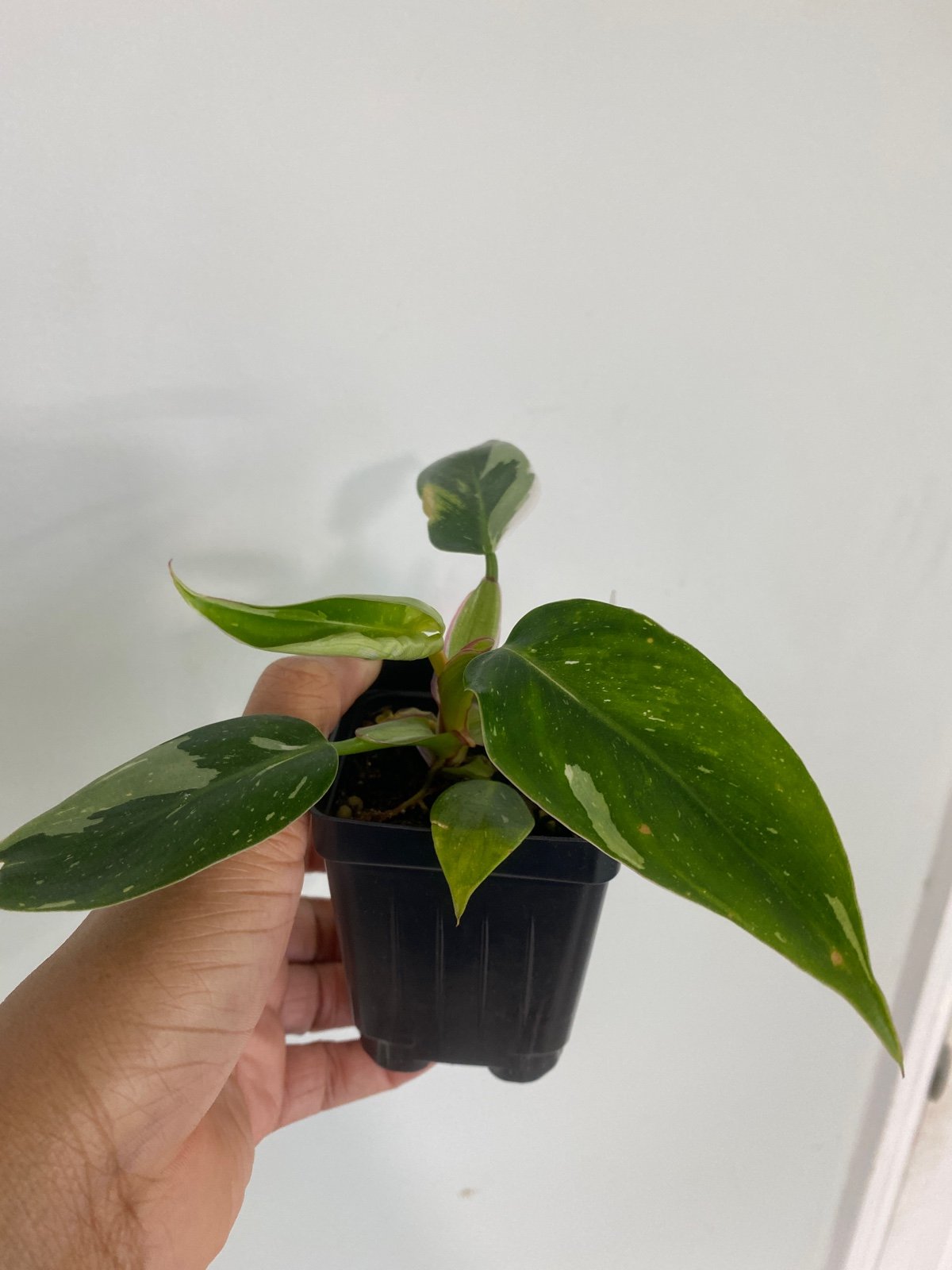 Philodendron White Princess