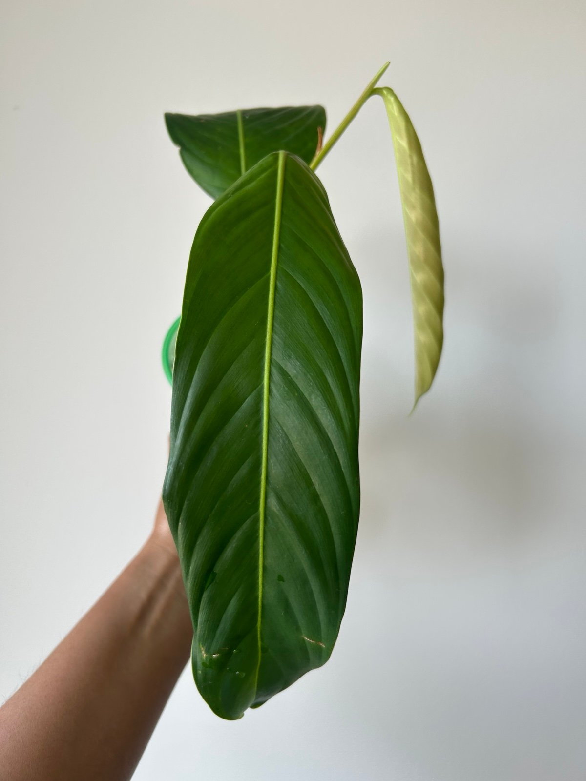 Philodendron Heterocraspedon Rooted Plant