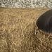 TONY LAMA George Strait Size 8.5D Gold Label #9706 Vintage Elephant Cowboy Boots