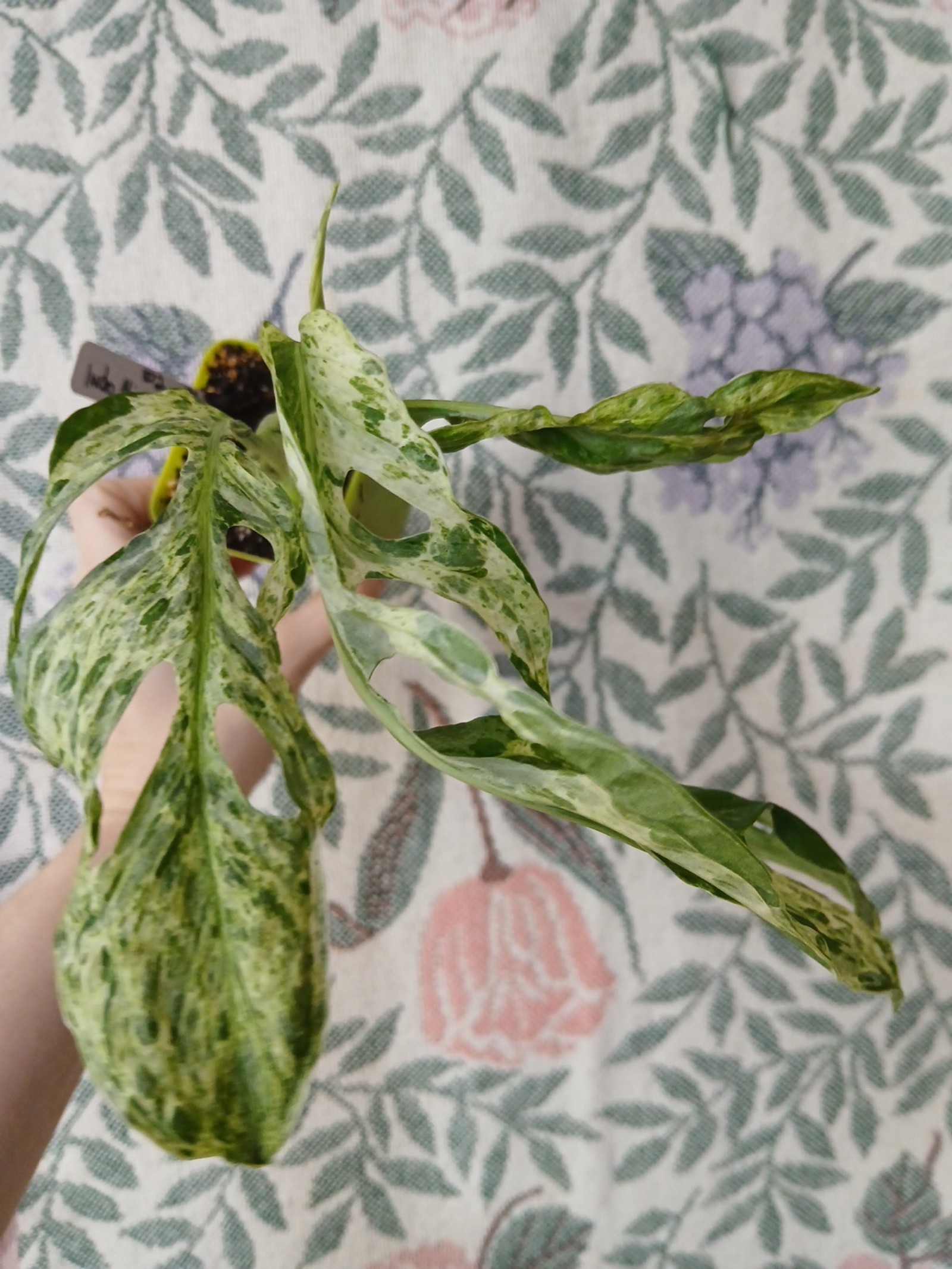 Indonesia Mint adansonii monstera variegated updated