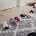 teenie beanie babies