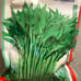 1.1LB（500g/bag） water spinach ong choy 10000+ seeds 12/2023NEW! （2）