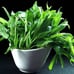 1.1LB（500g/bag） water spinach ong choy 10000+ seeds 12/2023NEW! （2）