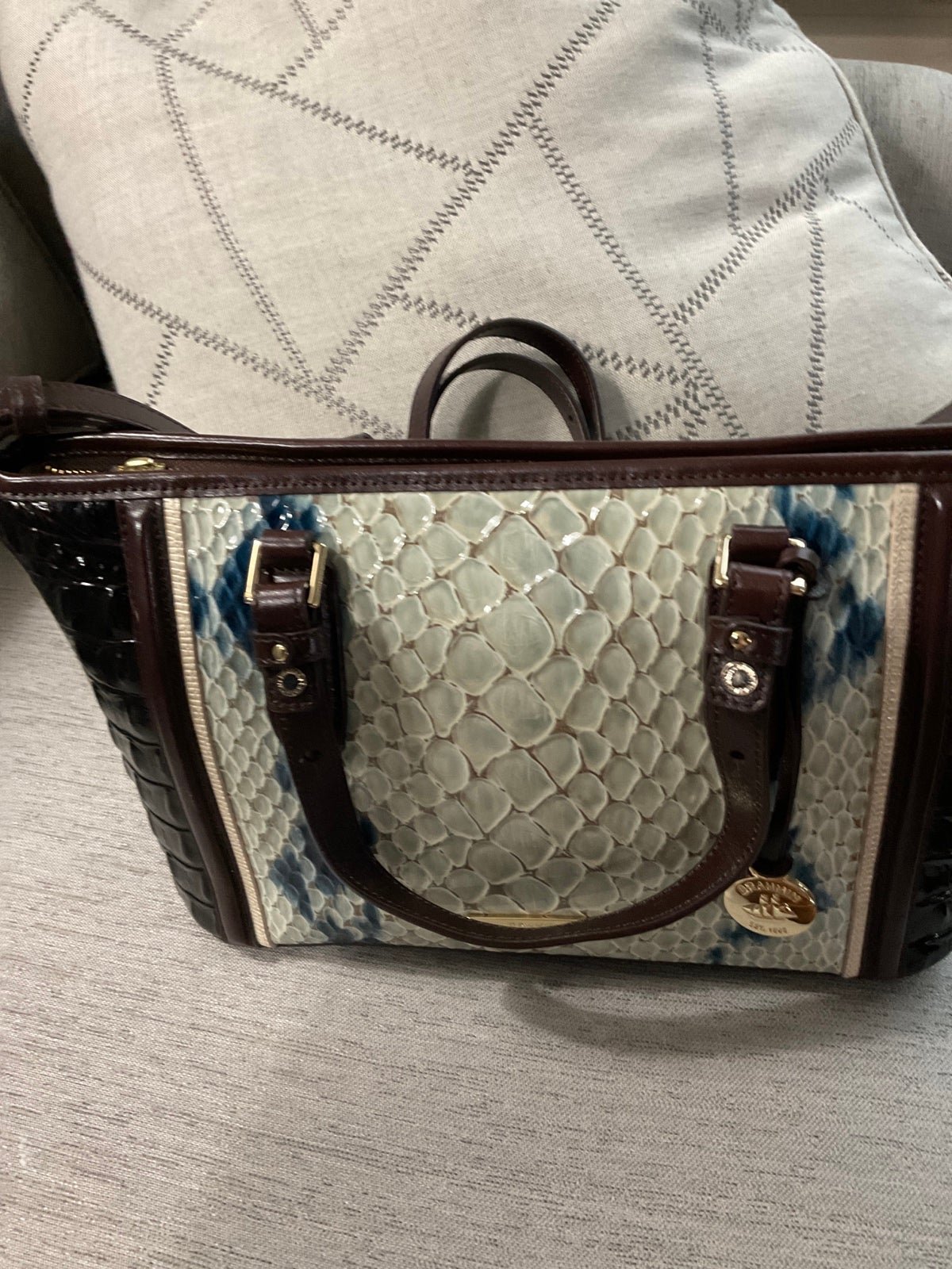 Brahmin mini Asher