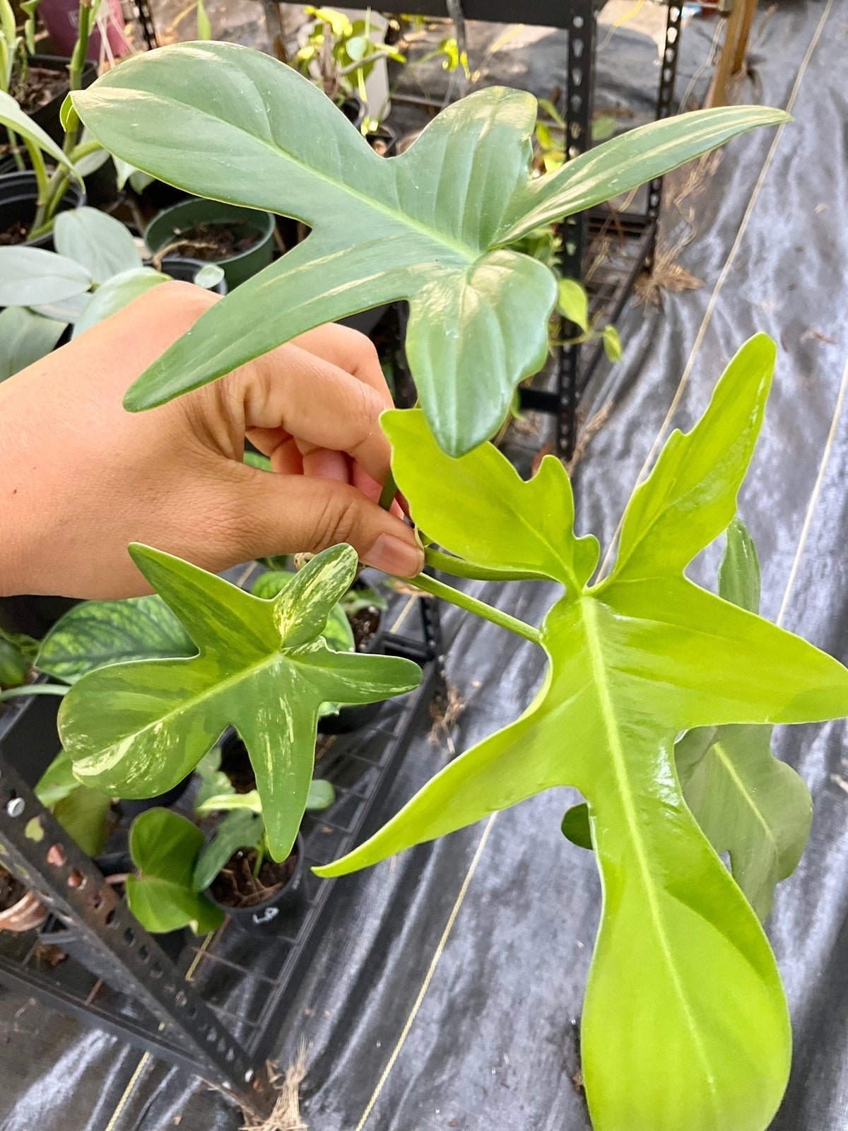 Philodendron Variegated Florida Beauty top cut