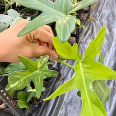 Philodendron Variegated Florida Beauty top cut