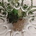 Anchor Hocking Savannah-Clear Deviled Egg Plate Tray