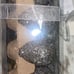 Easter silver eggs decor