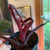 Philodendron Pink Princess