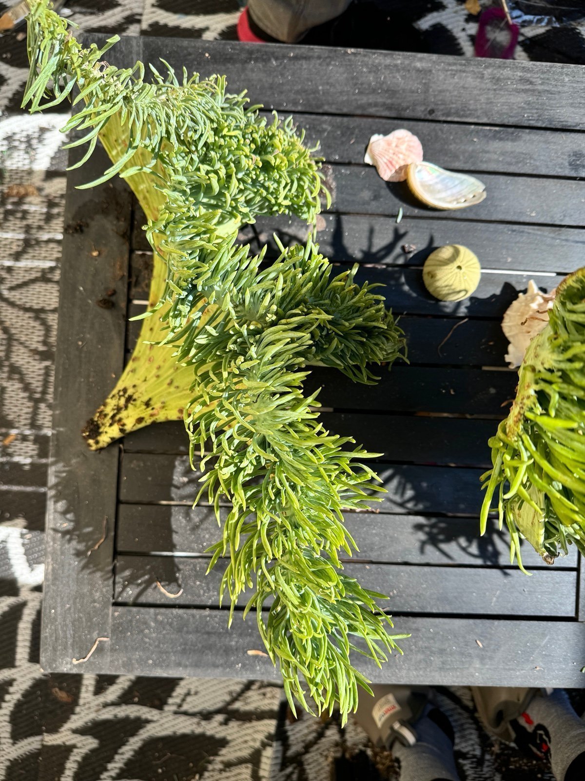 Huge Mermaid tail plants!