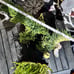 Huge Mermaid tail plants!