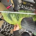 Huge Mermaid tail plants!