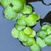 90 pieces Amazon Frogbit