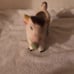 Vintage Cow Creamer (96)