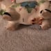 Vintage Cow Creamer (96)