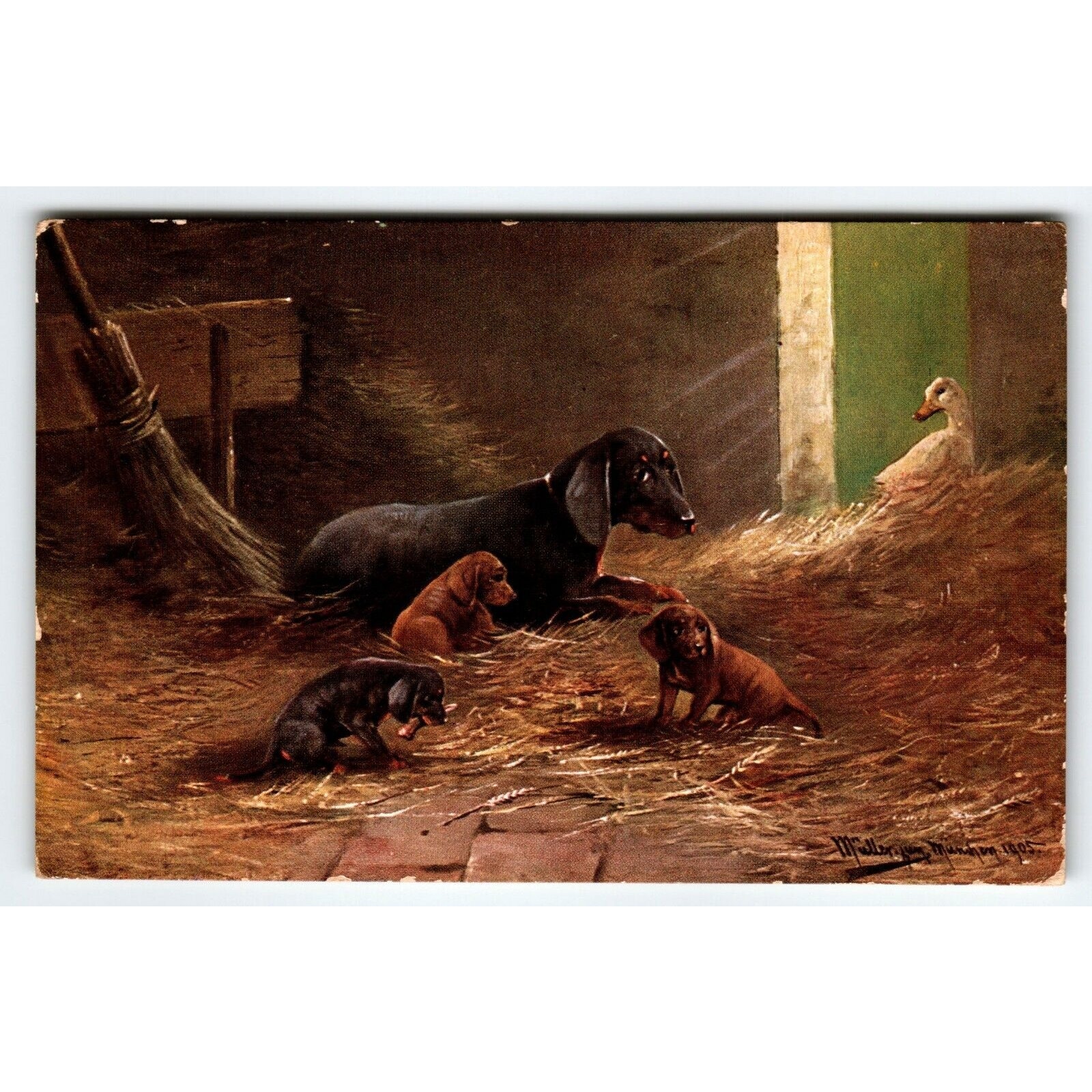 Postcard Dachshund Dog & Puppies In Barn Signed Muller Germany Illustrated 1908