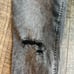 Free People black wash fringe ankle cropped jeans size 28 denim