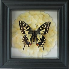 Real Butterfly Shadow Box - Ethically Sourced Gothic Wall Art