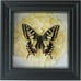 Real Butterfly Shadow Box - Ethically Sourced Gothic Wall Art