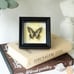 Real Butterfly Shadow Box - Ethically Sourced Gothic Wall Art