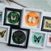 Real Butterfly Shadow Box - Ethically Sourced Gothic Wall Art