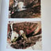 Andrew Wyeth - The Helga Pictures book (AFIT 17W)