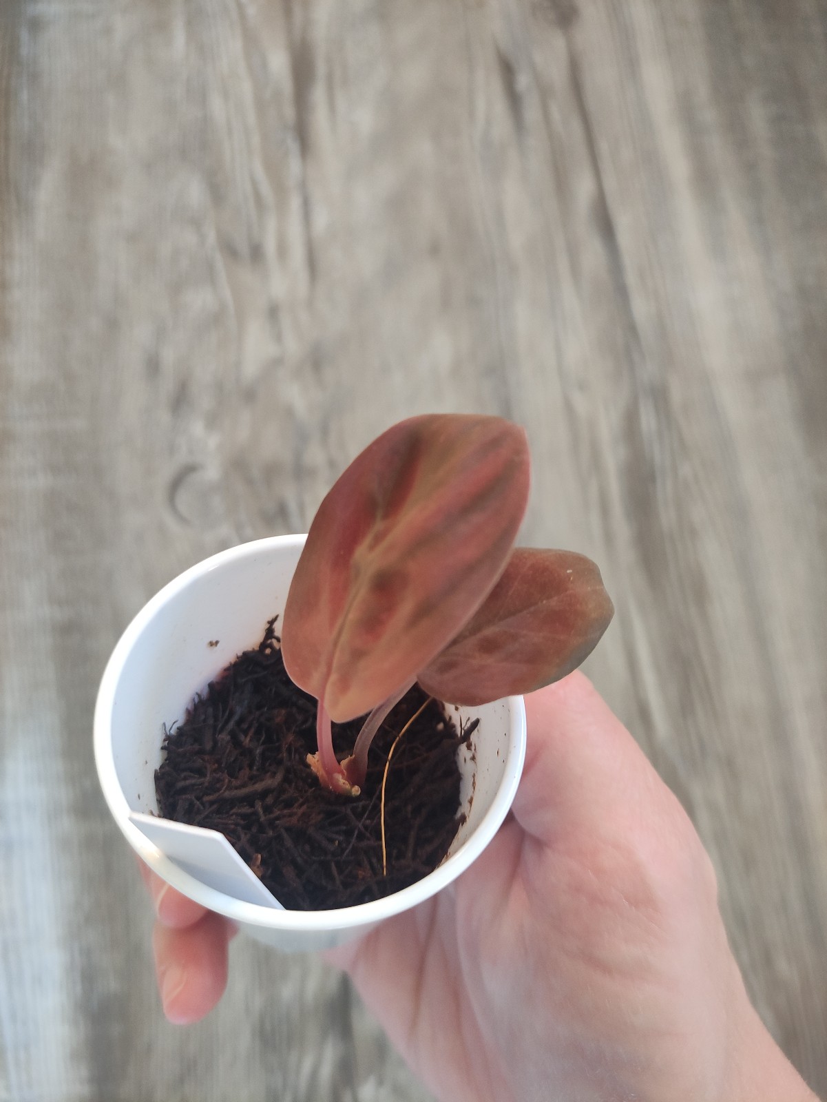 Homalomena aurea variegated Sp java – Aroid Market