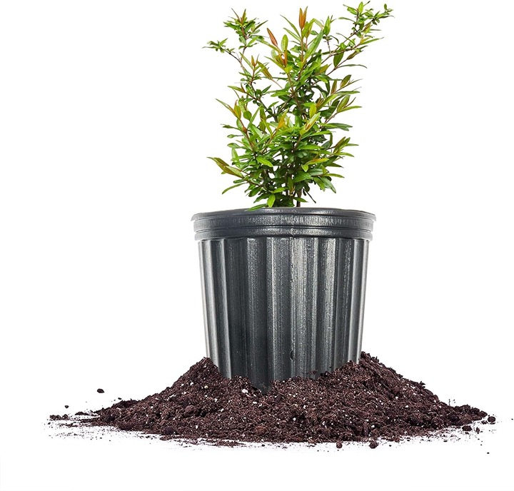 Russian Pomegranate in a 1 Gal. Grower's Pot | Cold Hardy Drought Tolerant