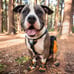 Kurgo Dog Shoes Winter Boots for Dogs