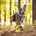 Kurgo Dog Shoes Winter Boots for Dogs