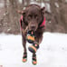 Kurgo Dog Shoes Winter Boots for Dogs