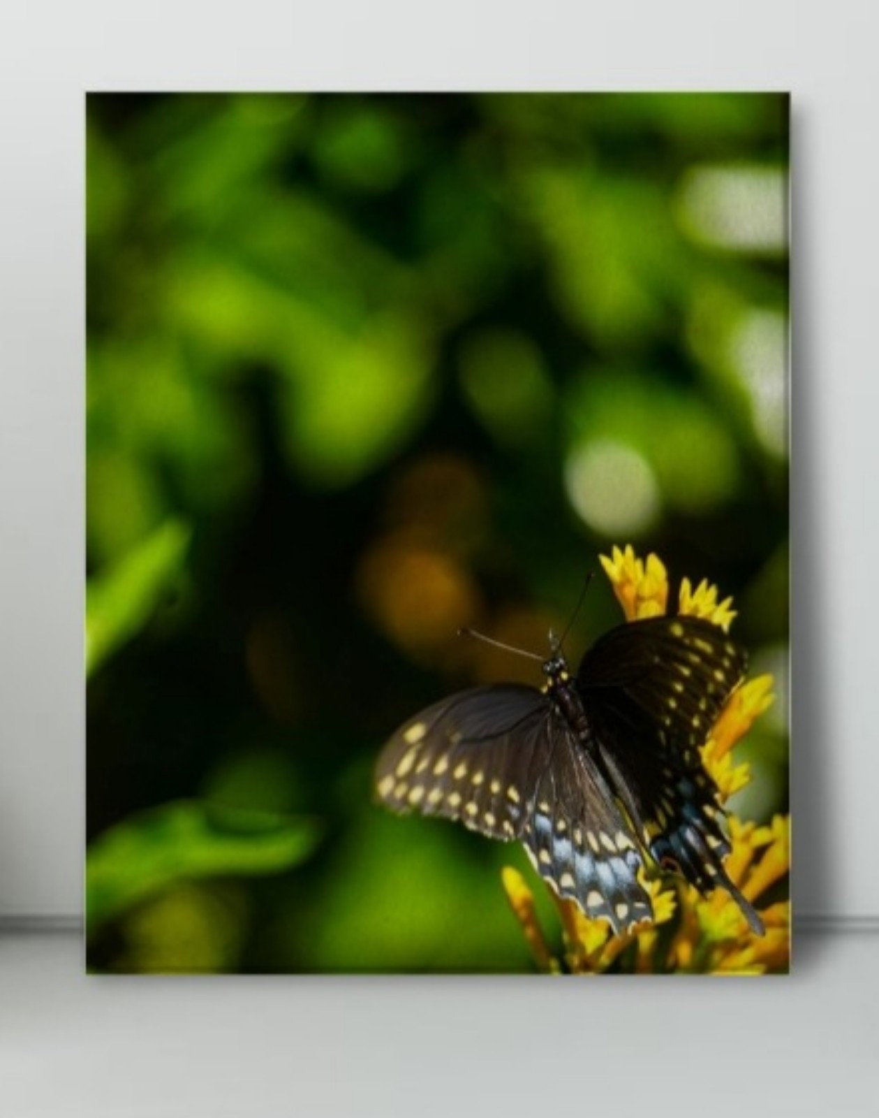 8x10 butterfly canvas