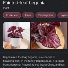 Begonia rex, the king begonia, is a species of flowering plant in the family Beg
