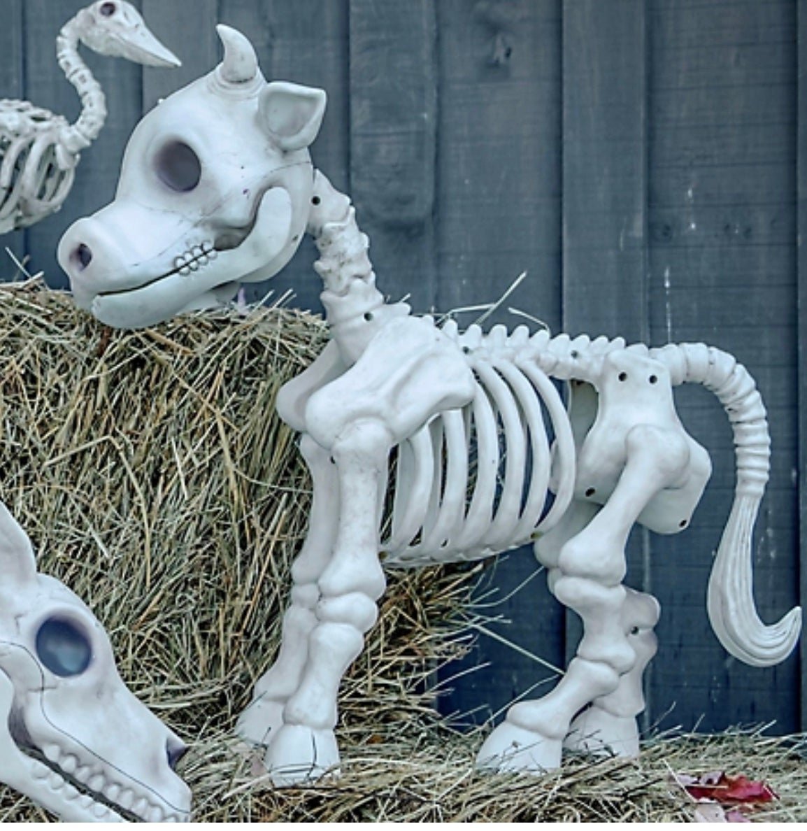 tractor supply cow skeleton