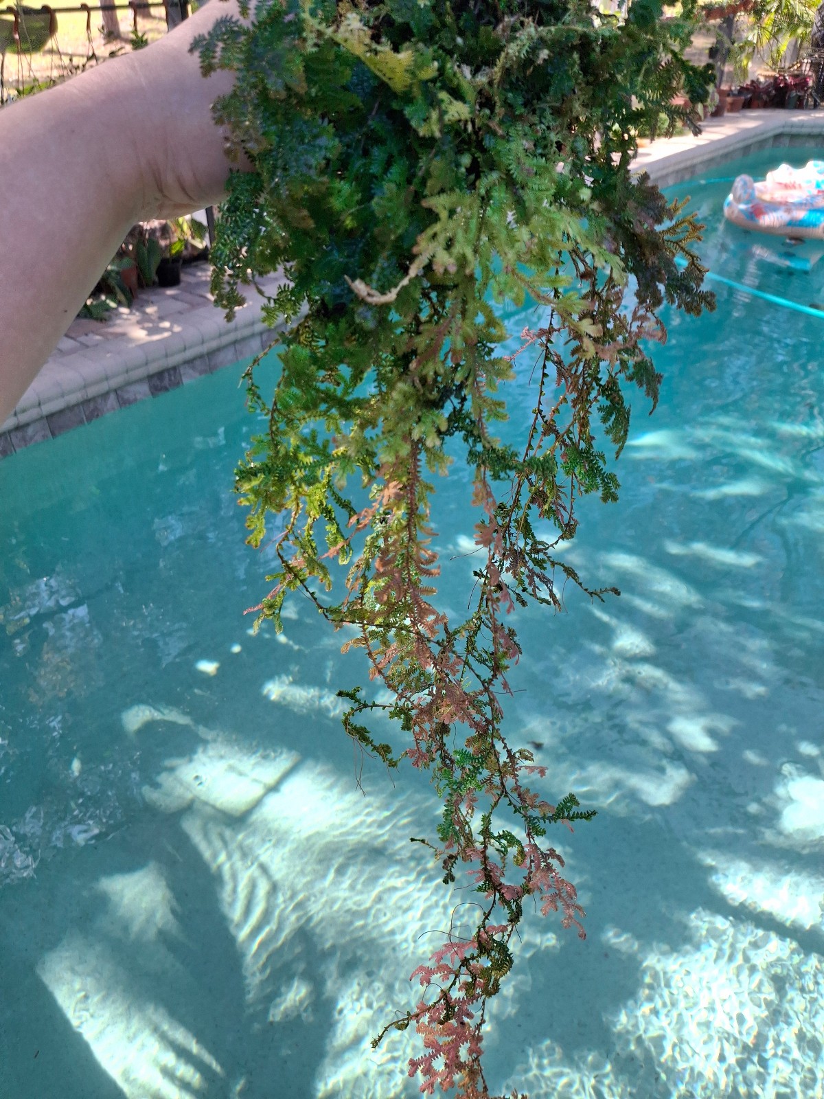 Peacock rainbow fern