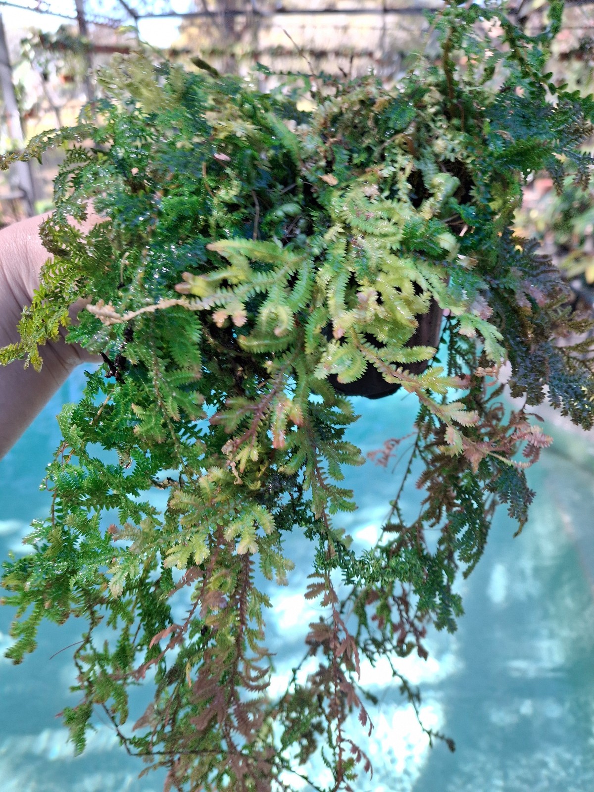 Peacock rainbow fern - detail