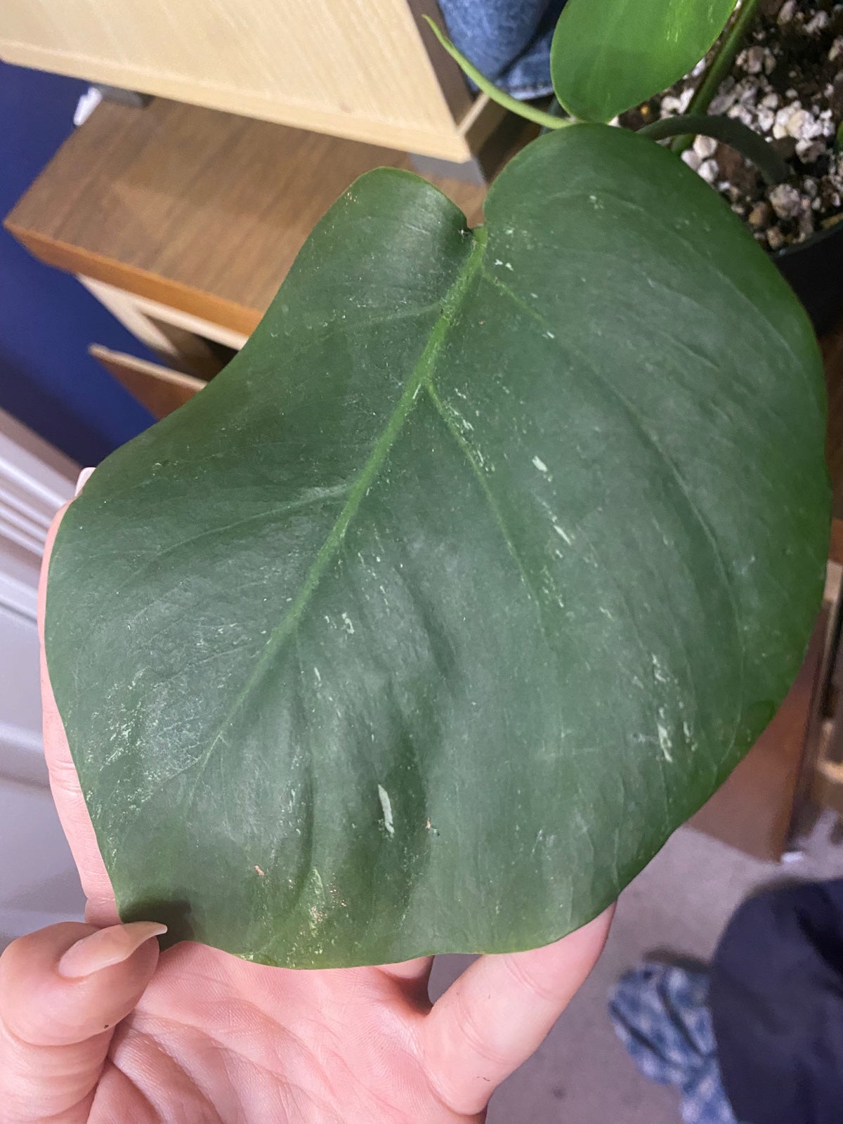 Monstera Albo