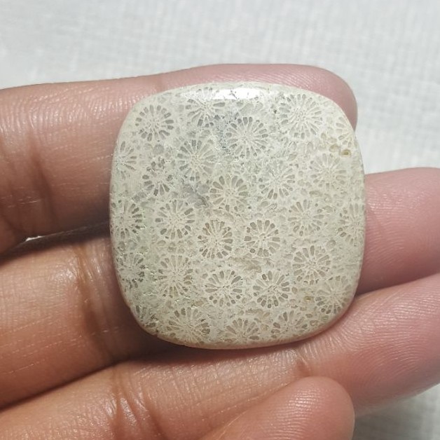 Fossil Coral Natural Gemstone Cabochon
