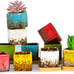 Succulent Pots with Drainage Trays, 2.1 Inch Set of 10