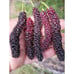 Tall (3-4 Feet) Rooted 'Pakistan Mulberry' Fruit Tree - Massive Sweet Fruits