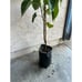 Tall (3-4 Feet) Rooted 'Pakistan Mulberry' Fruit Tree - Massive Sweet Fruits
