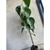 Tall (3-4 Feet) Rooted 'Pakistan Mulberry' Fruit Tree - Massive Sweet Fruits