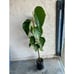 Tall (3-4 Feet) Rooted 'Pakistan Mulberry' Fruit Tree - Massive Sweet Fruits