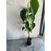 Tall (3-4 Feet) Rooted 'Pakistan Mulberry' Fruit Tree - Massive Sweet Fruits