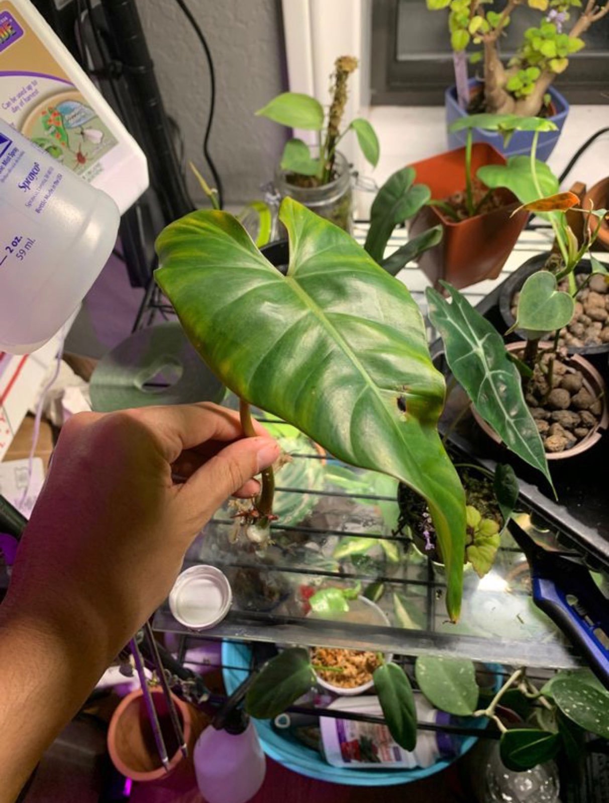 Philodendron Dark Lord/ Erubescens Hybri