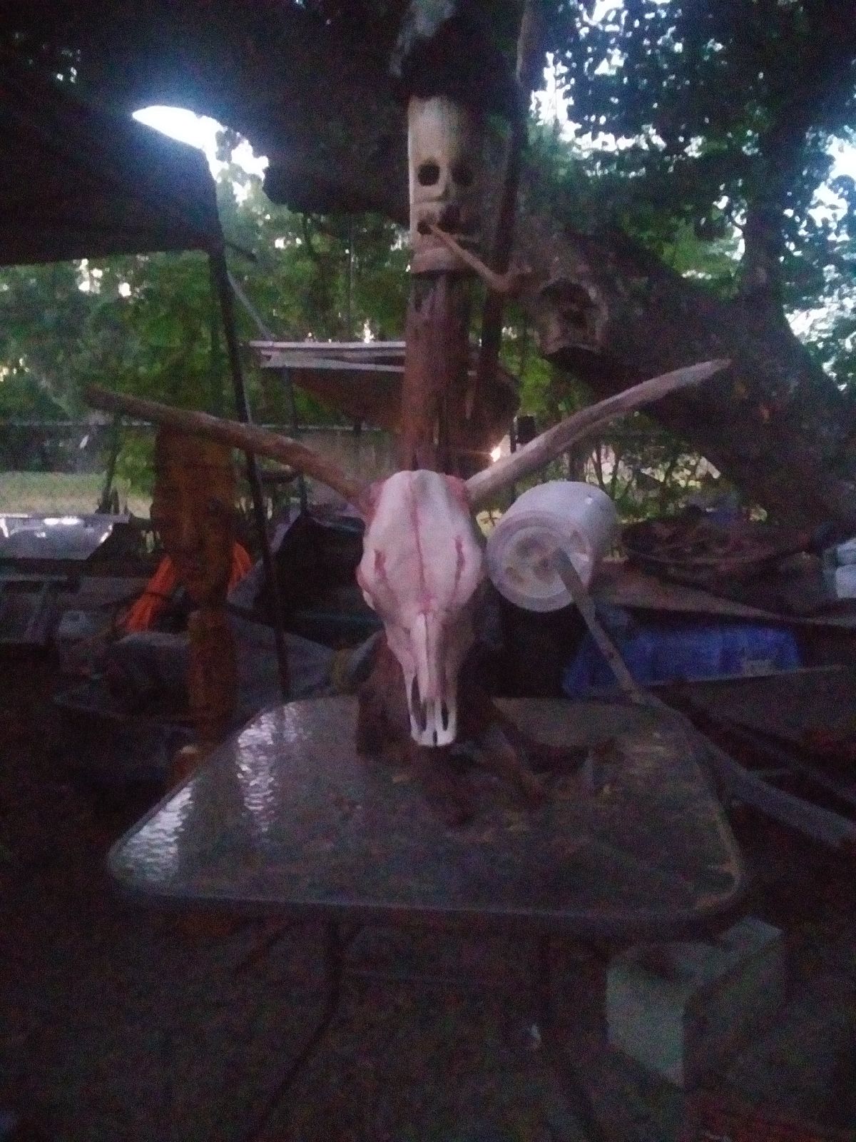 Driftwood skull